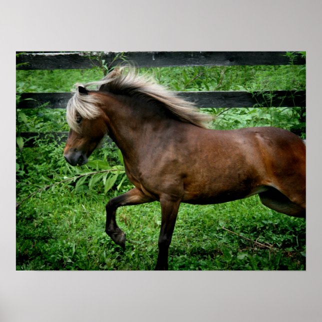Affiches Shetland Pony (Devant)