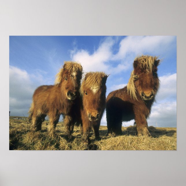 Affiches Shetland Pony, îles Shetland continentales (Devant)