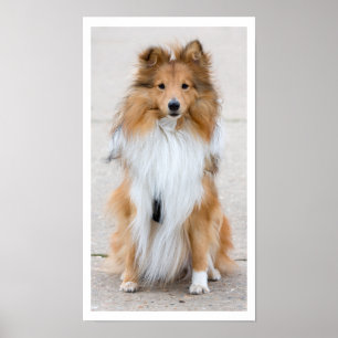 Affiches Shetland Sheepdog assis