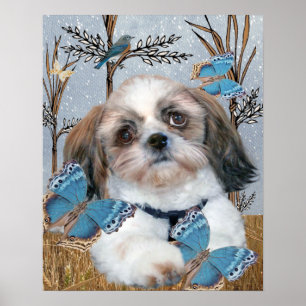 Affiches Shih Tzu et copie de papillons