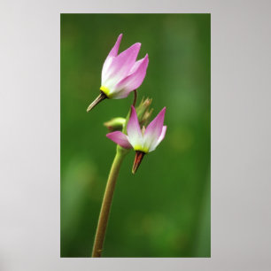 Affiches Shooting star wildflower, California, USA