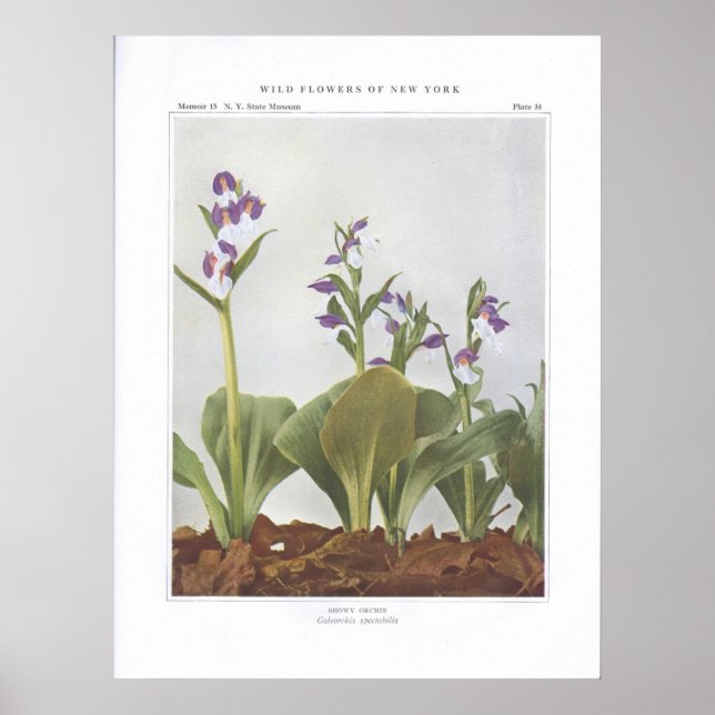 Affiches Showy Orchis - Galeorchis spectabilis (Devant)