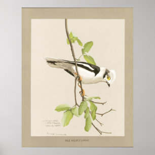 Affiches Shrike du casque du Nil