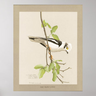 Affiches Shrike du casque du Nil