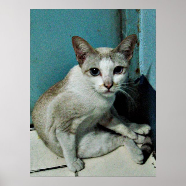 Affiches Siamese Chat Friend (Devant)