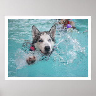 Affiches Siberian Husky Swimming in Pool