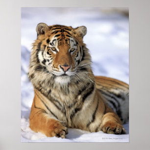 Affiches Siberian Tiger, Panthera tigris altaica, Asia,