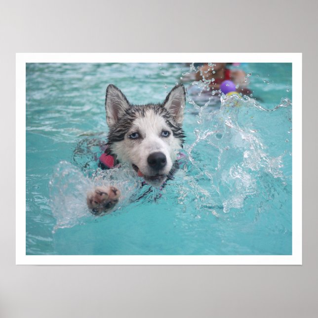 Affiches Sibérie Husky nager dans la piscine (Devant)