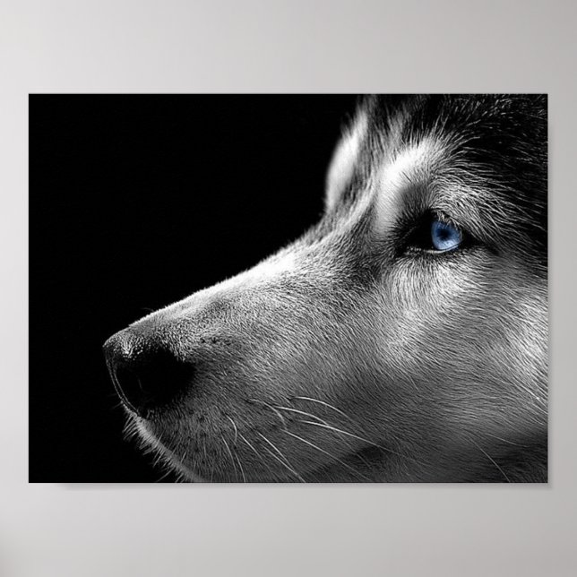 Affiches Sibérien Husky Face (Devant)