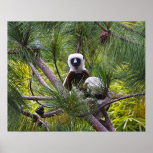 Affiches Sifaka de Coquerel dans la forêt