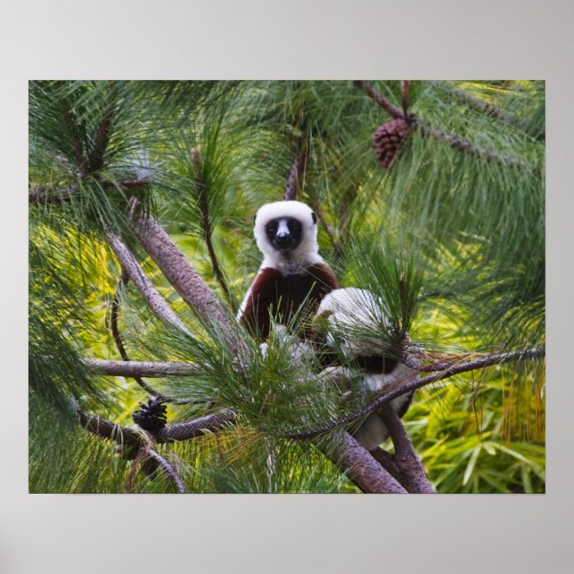Affiches Sifaka de Coquerel dans la forêt (Devant)