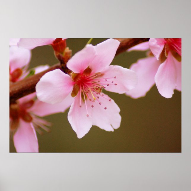 Affiches signe d'impression du ressort (Devant)