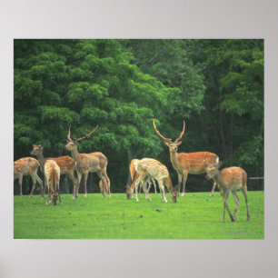 Affiches Sika cerf debout dans une clairière