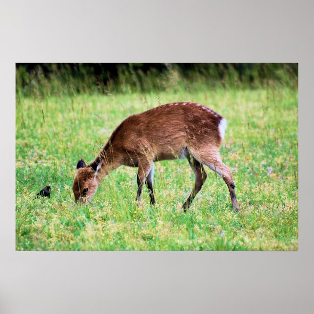 Affiches Sika Deer (Devant)