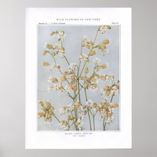 Affiches Silène enflée ; Latifolia blanc de Ben - de Sile