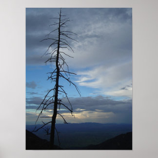 Affiches Silhouette de l'arbre