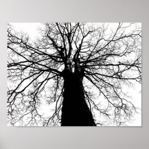Affiches Silhouette de l'arbre en noir et blanc