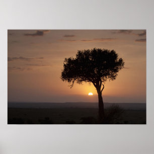 Affiches Silhouette de l'arbre sur la plaine, Masai Mara 2