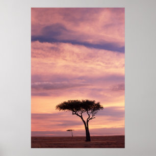 Affiches Silhouette image of acacia tree at sunrise