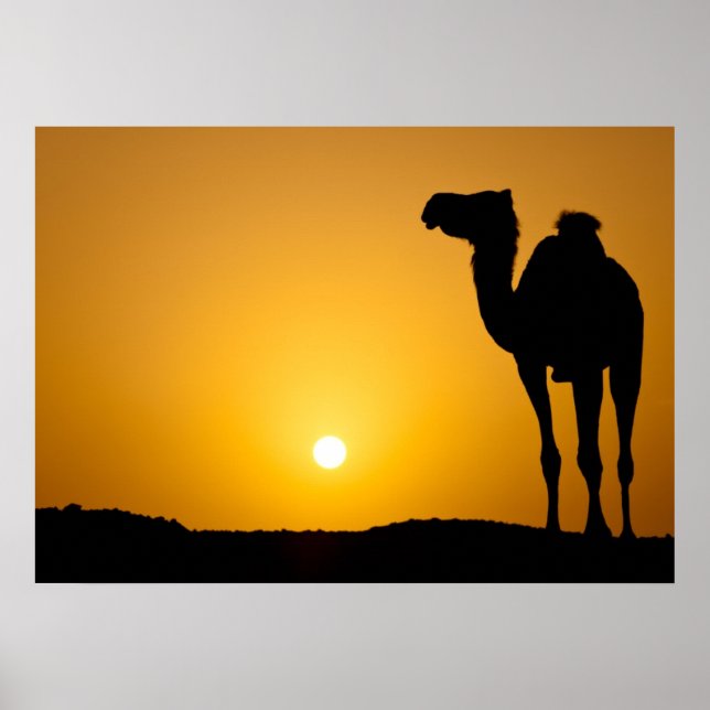 Affiches Silhouette of a wild camel at sunset (Devant)