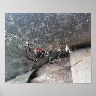 Affiches Silken Strands