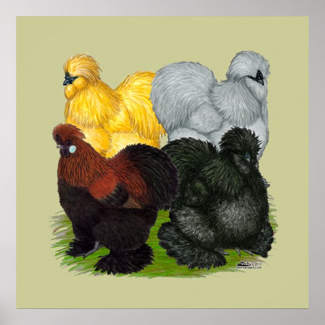 Affiches Silkies : Coq Assortis (Devant)