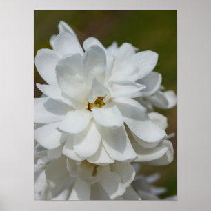 Affiches Silky Magnolia