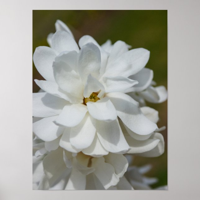 Affiches Silky Magnolia (Devant)
