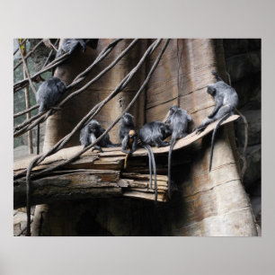 Affiches Silver Langur Monkey Troop with Baby