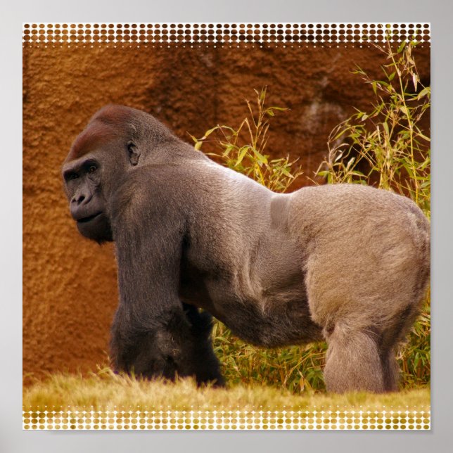 Affiches Silverback Gorilla Photo Print (Devant)