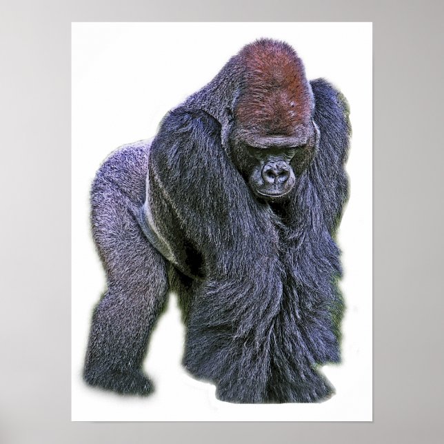 Affiches Silverback Gorilla, White Back (g2p2) (Devant)