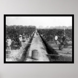 Affiches Singapore Coffee Plantation 1898