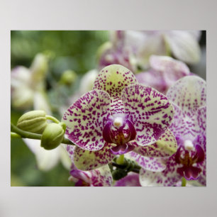 Affiches Singapour (Sanskrit pour Lion City). National