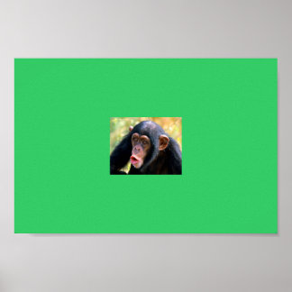 Affiches singe