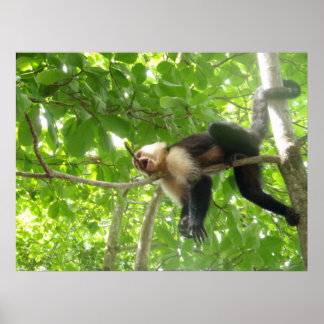 Affiches Singe Capucin Drôle Dans Un Arbre