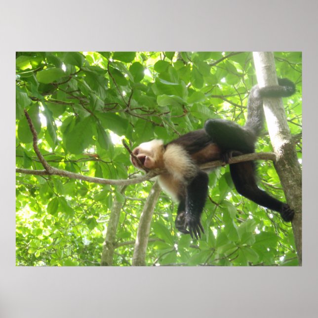 Affiches Singe Capucin Drôle Dans Un Arbre (Devant)