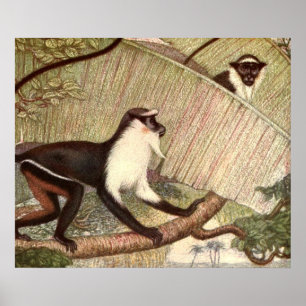Affiches Singe Diana par Louis Sargent, Animal sauvage vint