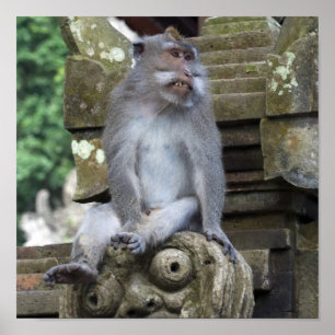 Affiches Singe se reposant à une statue dans Bali