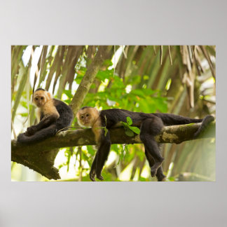 Affiches Singes capucins à visage blanc au Costa Rica