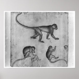 Affiches Singes, de l'album de Vallardi