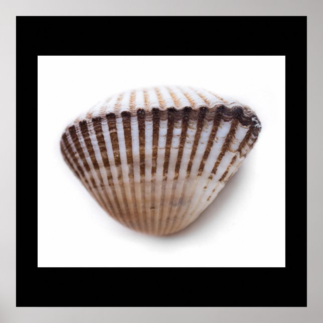 Affiches Single seashell (Devant)