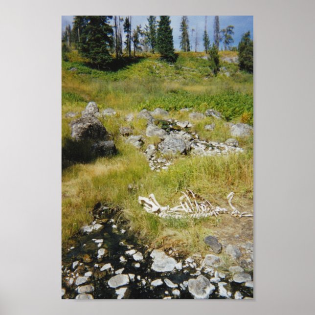 Affiches Skeleton of Elk (Devant)