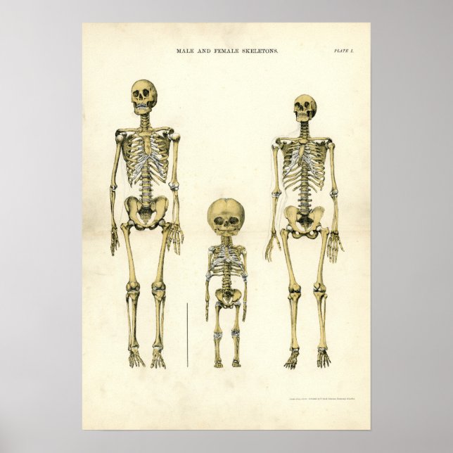 Affiches Skeletons hommes et femmes (Devant)