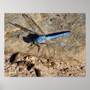 Affiches Slate Blue Dragonfly Nature