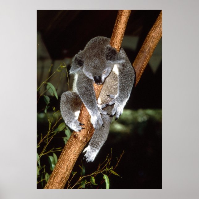 Affiches Sleepy Koala (Devant)