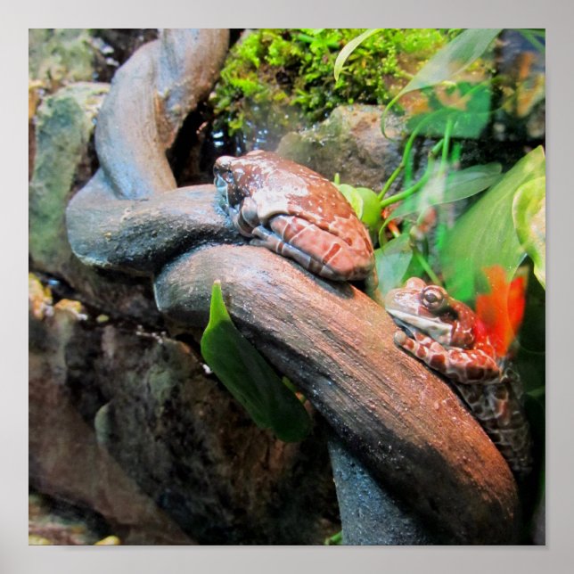 Affiches Sleepy Tree Frogs (Devant)