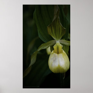 Affiches Slipper 2 Jaune