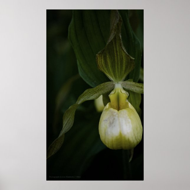 Affiches Slipper 2 Jaune (Devant)