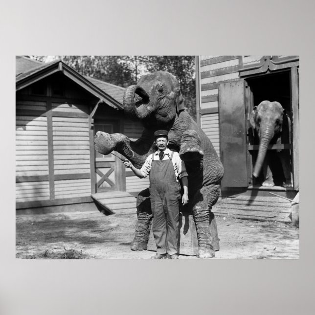 Affiches Smart Elephant Trick, années 1910 (Devant)