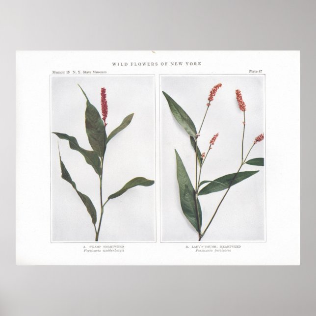 Affiches Smartwitter - Persicaria muhlenbergii (Devant)